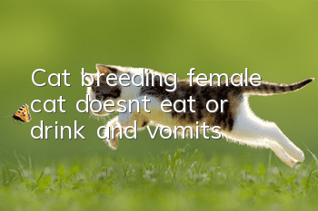 Cat breeding female cat doesn’t eat or drink and vomits