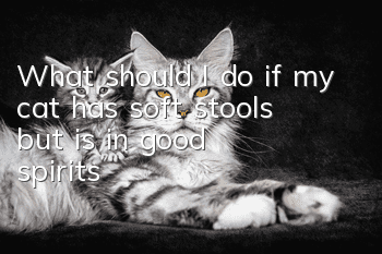 What should I do if my cat has soft stools but is in good spirits?