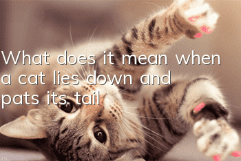 What does it mean when a cat lies down and pats its tail?