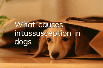 What causes intussusception in dogs