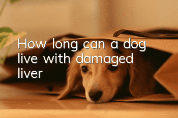How long can a dog live with damaged liver?
