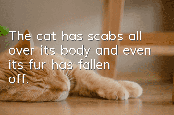 The cat has scabs all over its body and even its fur has fallen off.