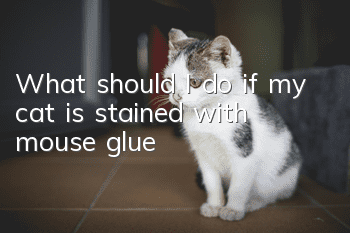 What should I do if my cat is stained with mouse glue?