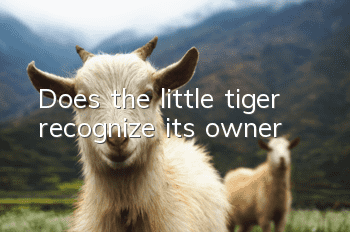 Does the little tiger recognize its owner?
