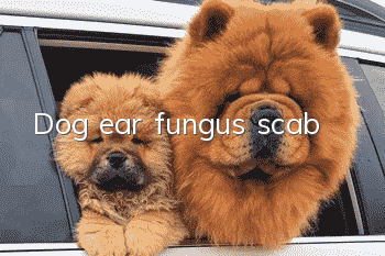 Dog ear fungus scab