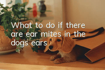 What to do if there are ear mites in the dog’s ears