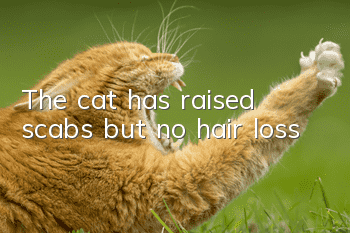 The cat has raised scabs but no hair loss