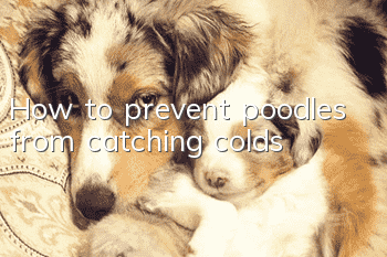 How to prevent poodles from catching colds
