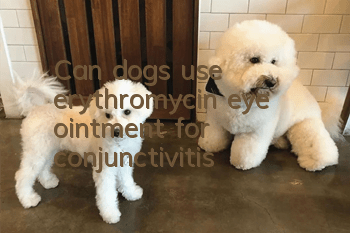 Can dogs use erythromycin eye ointment for conjunctivitis?