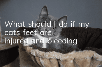 What should I do if my cat’s feet are injured and bleeding?