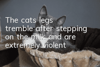 The cat’s legs tremble after stepping on the milk and are extremely violent