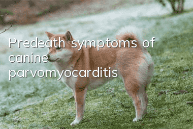 Predeath symptoms of canine parvomyocarditis