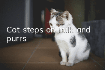 Cat steps on milk and purrs