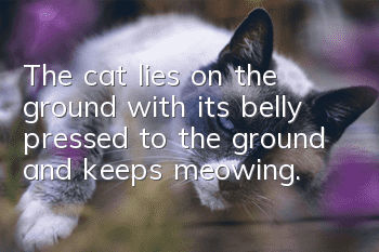 The cat lies on the ground with its belly pressed to the ground and keeps meowing.