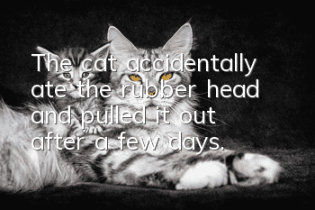 The cat accidentally ate the rubber head and pulled it out after a few days.
