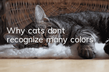 Why cats don’t recognize many colors