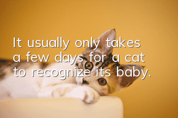 It usually only takes a few days for a cat to recognize its baby.