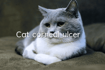 Cat corneal ulcer
