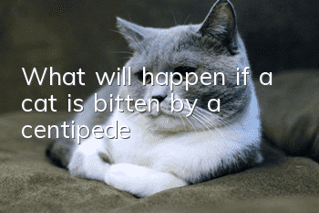 What will happen if a cat is bitten by a centipede?