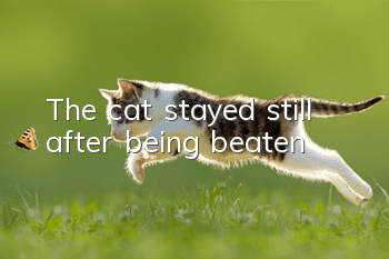 The cat stayed still after being beaten
