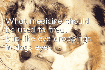 What medicine should be used to treat pus-like eye droppings in dog’s eyes?