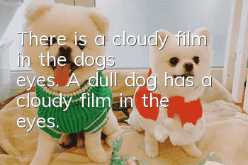 There is a cloudy film in the dog's eyes. A dull dog has a cloudy film in the eyes.
