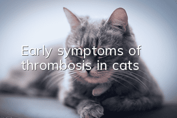 Early symptoms of thrombosis in cats