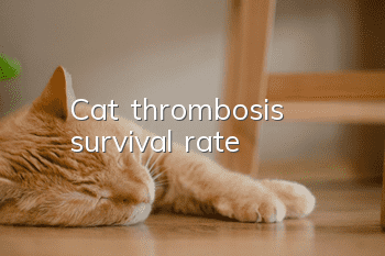 Cat thrombosis survival rate