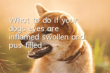 What to do if your dog’s eyes are inflamed, swollen and pus-filled