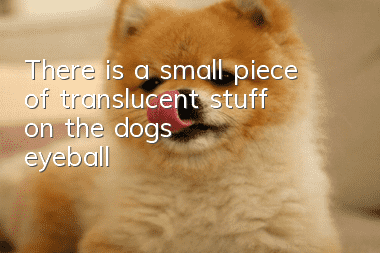 There is a small piece of translucent stuff on the dog's eyeball