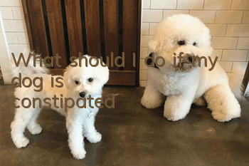 What should I do if my dog is constipated?