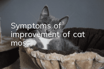 Symptoms of improvement of cat moss