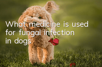 What medicine is used for fungal infection in dogs?