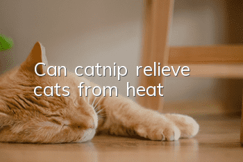 Can catnip relieve cats from heat?