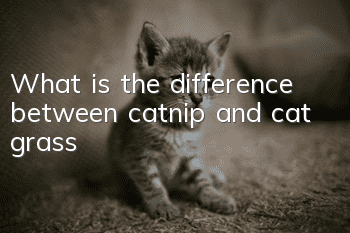 What is the difference between catnip and cat grass?