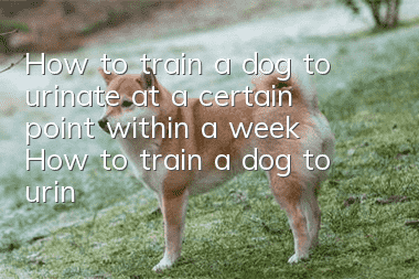 How to train a dog to urinate at a certain point within a week? How to train a dog to urinate at a certain point!