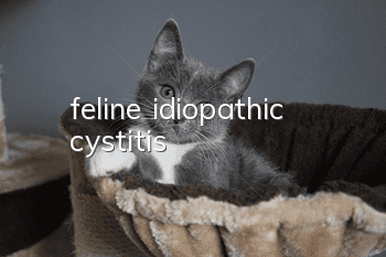 feline idiopathic cystitis