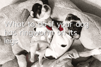 What to do if your dog has ringworm on its legs