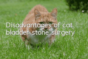 Disadvantages of cat bladder stone surgery