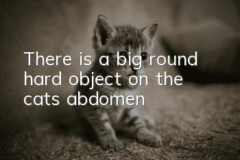 There is a big round hard object on the cat’s abdomen