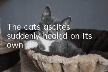 The cat's ascites suddenly healed on its own