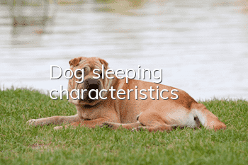 Dog sleeping characteristics