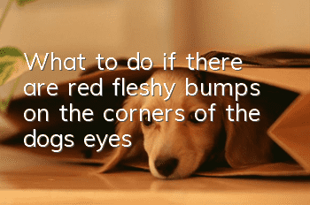 What to do if there are red fleshy bumps on the corners of the dog’s eyes