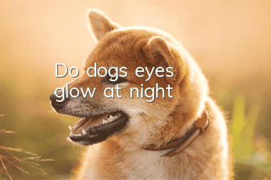 Do dogs' eyes glow at night?
