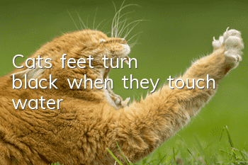 Cat's feet turn black when they touch water