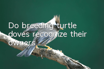 Do breeding turtle doves recognize their owners?