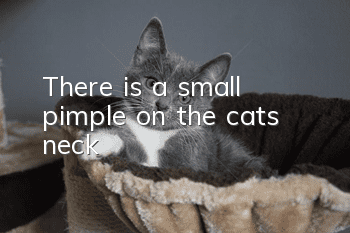 There is a small pimple on the cat’s neck