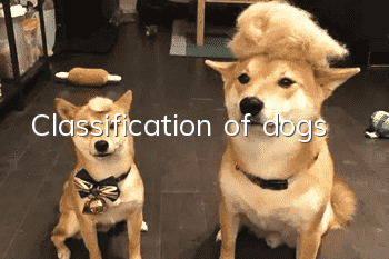 Classification of dogs
