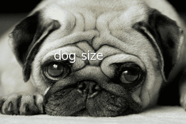 dog size
