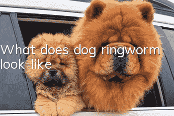 What does dog ringworm look like?